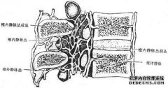地图集和尾椎解剖图。