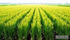 中国有6亿农民生产6亿吨谷物。美国的500万吨谷物