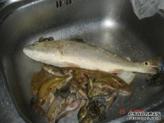 在河里钓鱼，它不是一条大鱼，但鱼是金黄而美