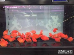 哪些问题有助于解决水族箱中的硝化细菌？