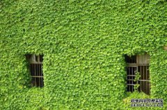 多年前它被用于酿酒，但现在大量种植。它被称