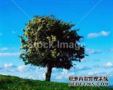 崔永元说：“为了保卫这个夜晚，我从山楂树上