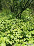 田野里有一种野菜。它被称为“鹿耳蜡”，味道