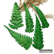 带着一大袋蕨类植物做梦，带着香柏木做梦