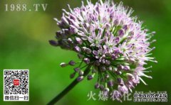 mar菜和A菜有什么区别？