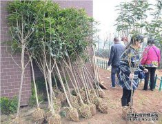 乡村迷信，您不能在前院种松木或柏树，那是一