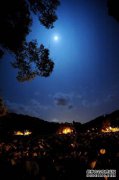 [夜月红Mandarin树]