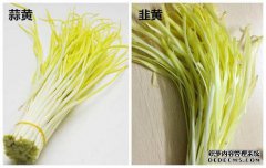 大蒜和黄色之间的区别。