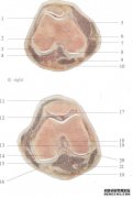 对于脑膜刺激征，（。）A.硬颈B. Babinsky征阳性