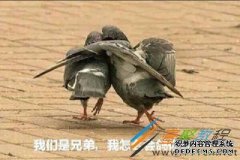 咕咕是什么意思？