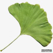 什么是银杏？