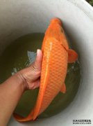 Bora和Green Squid具有令人不安的密码技能