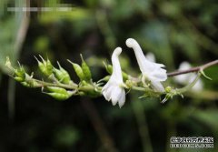 “天上人间有法则，风寒无常，洪水泛滥，速度