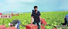 为什么种植蔬菜时不卖蔬菜？勤奋工作不赚钱！