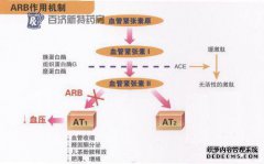 什么是最多的转化酶？