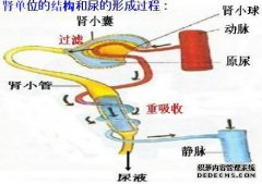 在管型中，尿液是正确的（）。红细胞霉菌常提