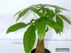 带有黑色边框的白色兰花叶-[香树之家]