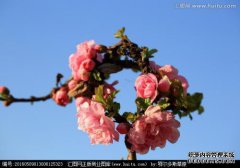 Kawei，“樱桃，慢慢变红”：当樱花盛开时