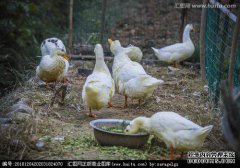 你喜欢鸭子吗？