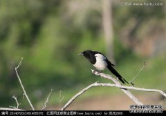 喜pies和乌鸦是动物