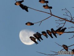 Dead Jack Slang Laqiha Ba Ba冻结说明