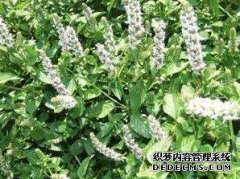 中国仙女最杰出的题材