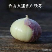 什么是大蒜？多久了