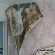 如何在家中处理霉菌和水分