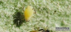 哪些药物可以预防和治疗苹果黄ja？
