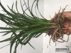 [寻找大量的奔跑]